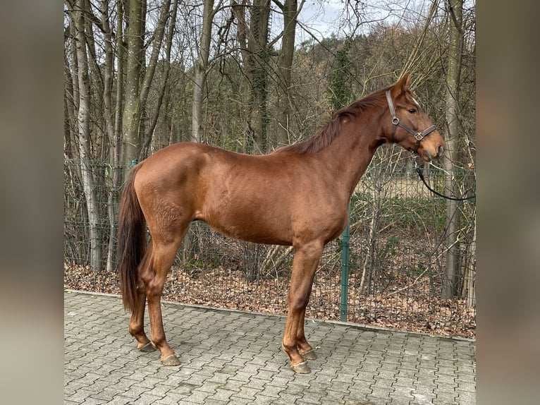 Westphalian Gelding 2 years 16,1 hh Chestnut-Red in Verl