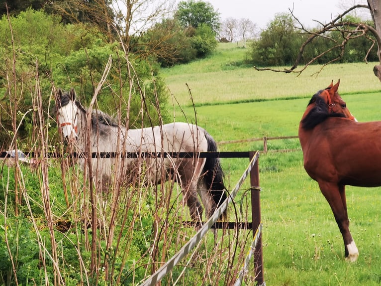 Westphalian Gelding 2 years 16,1 hh Gray in Frankenberg (Eder)