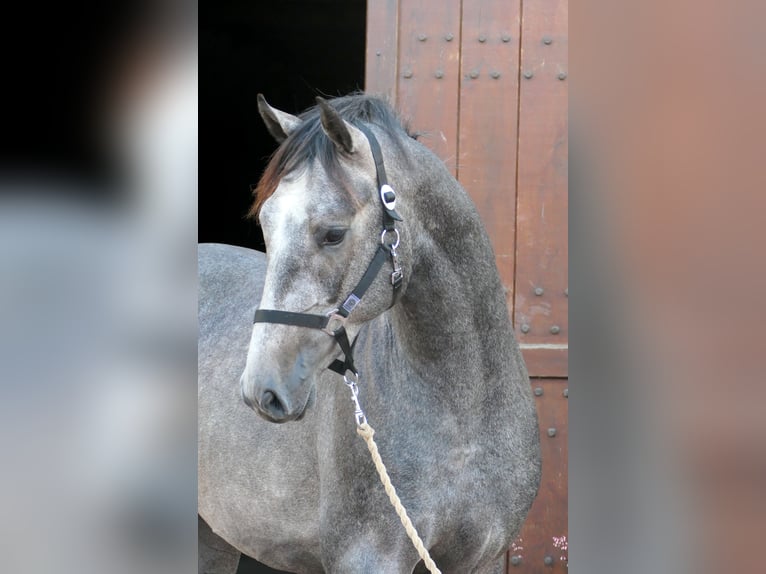 Westphalian Gelding 2 years 16,1 hh Grey in Cappeln (Oldenburg)