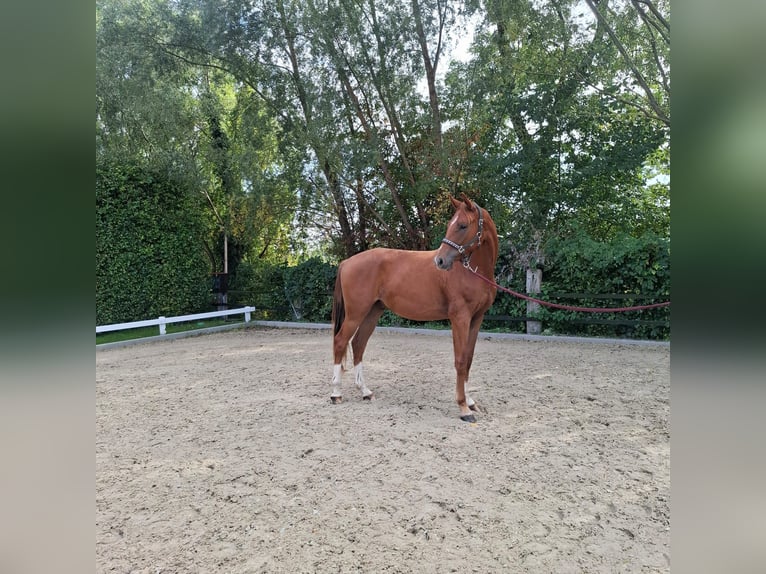 Westphalian Gelding 2 years 16,2 hh Chestnut in Lippstadt
