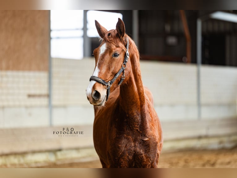 Westphalian Gelding 2 years 16,2 hh Chestnut-Red in Marl