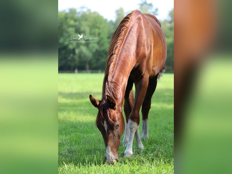 Westphalian Gelding 2 years 16,2 hh Chestnut-Red in Neuenkirchen-V&#xF6;rden