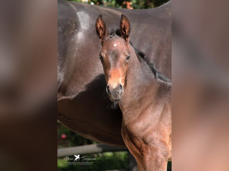Westphalian Gelding 2 years Bay-Dark in Neuenkirchen-V&#xF6;rden