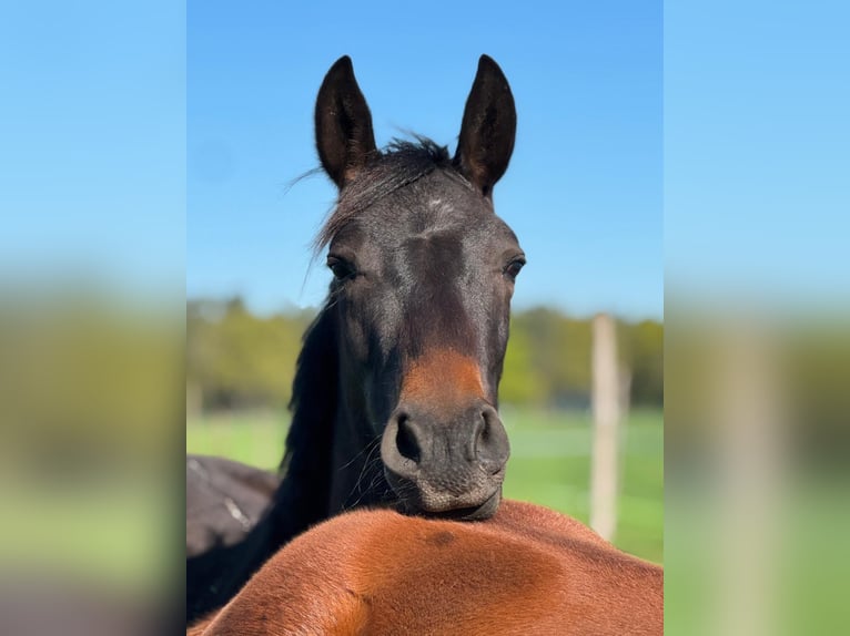 Westphalian Gelding 2 years Bay-Dark in Neuenkirchen-V&#xF6;rden