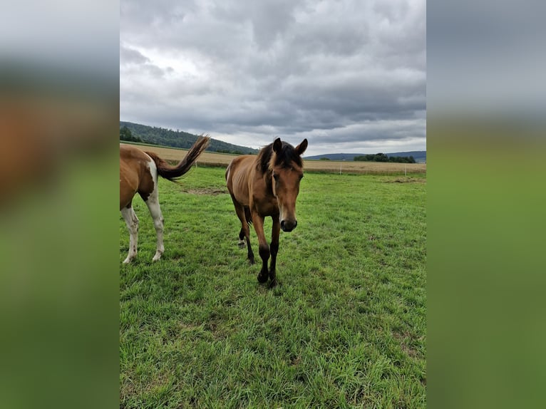 Westphalian Gelding 2 years Brown in Bodenfelde-Wahmbeck