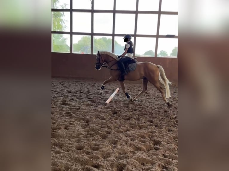 Westphalian Gelding 3 years 14.1 hh Palomino in Ahrensburg