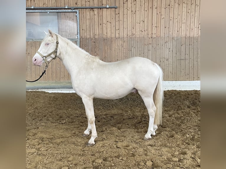 Westphalian Gelding 3 years 14 hh Cremello in Verl