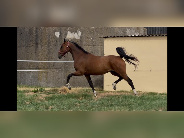Westphalian Gelding 3 years 15.2 hh Brown in Elsoff