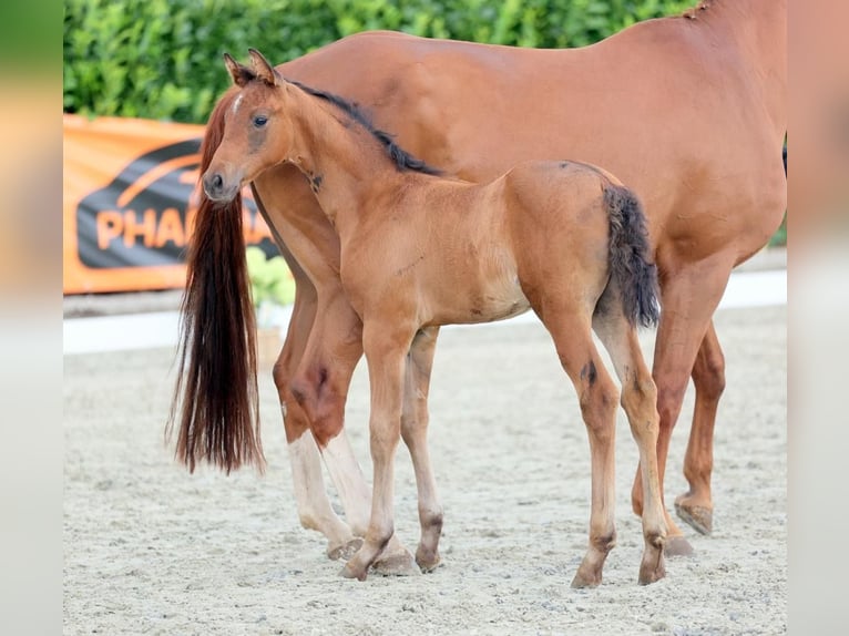 Westphalian Gelding 3 years 15.2 hh Brown in Emsdetten