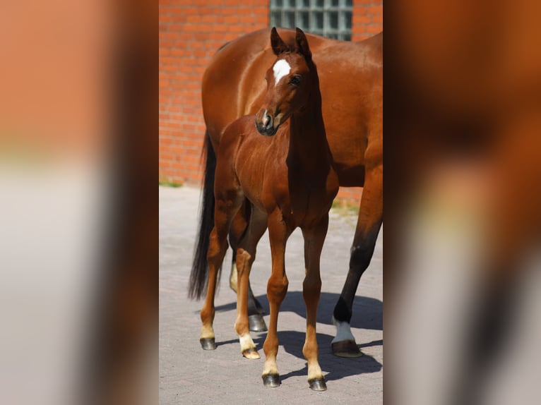 Westphalian Gelding 3 years 15.2 hh Brown in Raddestorf