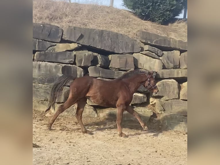 Westphalian Gelding 3 years 15,2 hh Sorrel in Lindlar