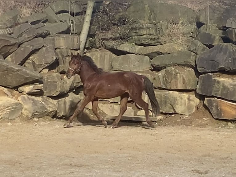 Westphalian Gelding 3 years 15,2 hh Sorrel in Lindlar