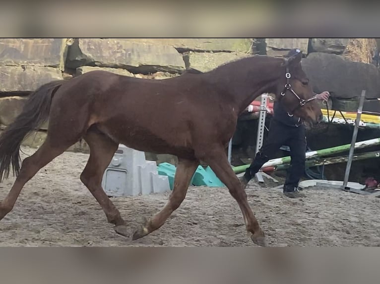 Westphalian Gelding 3 years 15,2 hh Sorrel in Lindlar