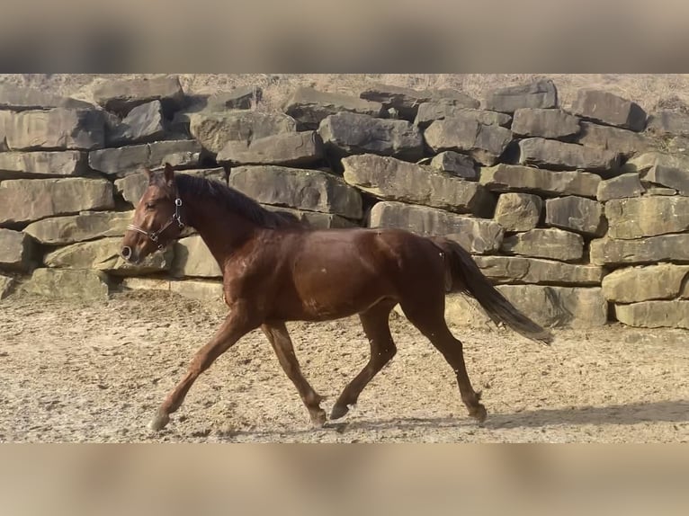 Westphalian Gelding 3 years 15,2 hh Sorrel in Lindlar