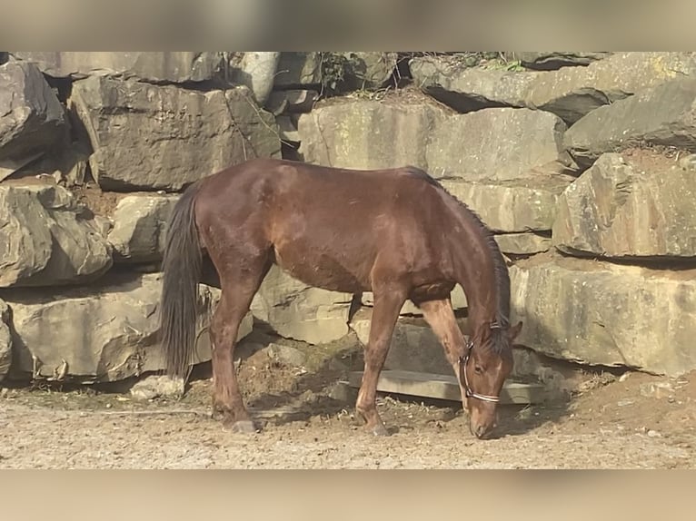 Westphalian Gelding 3 years 15,2 hh Sorrel in Lindlar