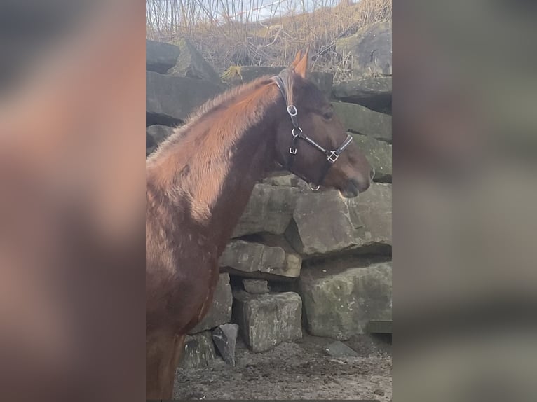 Westphalian Gelding 3 years 15,2 hh Sorrel in Lindlar