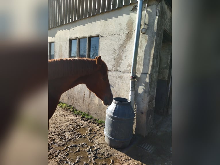 Westphalian Gelding 3 years 15.3 hh Chestnut-Red in Lennestadt