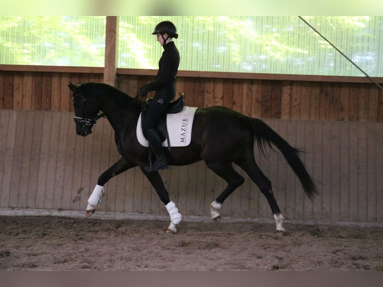 Westphalian Gelding 3 years 15,2 hh Black in F&#xFC;rstenau