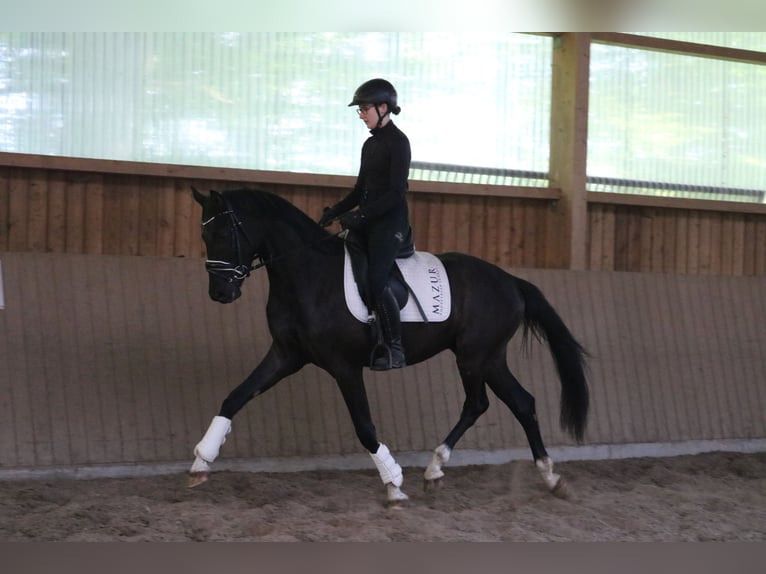 Westphalian Gelding 3 years 15,2 hh Black in F&#xFC;rstenau