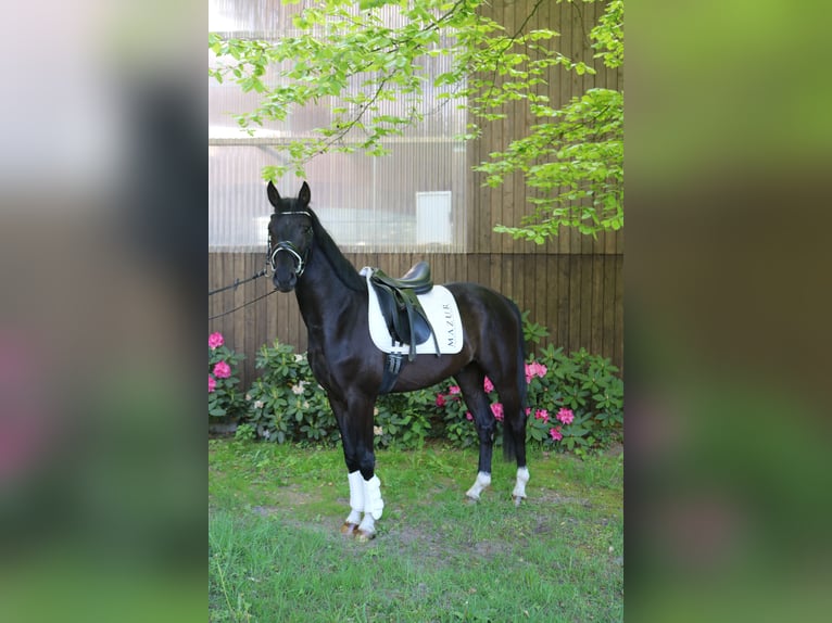 Westphalian Gelding 3 years 15,2 hh Black in Fürstenau