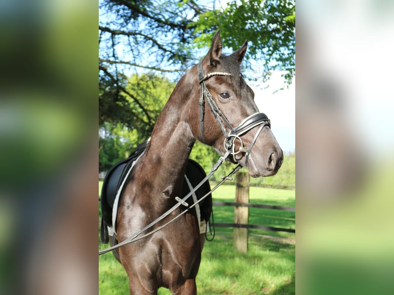 Westphalian Gelding 3 years 15,2 hh Black in Fürstenau