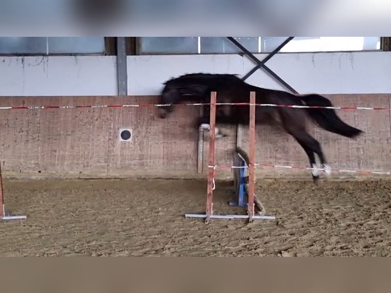 Westphalian Gelding 3 years 15,3 hh Bay-Dark in Dortmund