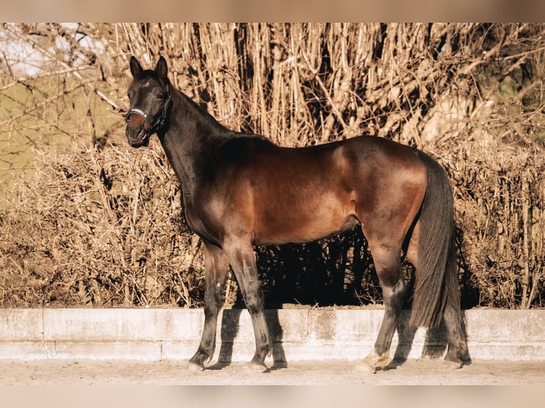 Westphalian Gelding 3 years 15,3 hh Bay-Dark in Dortmund