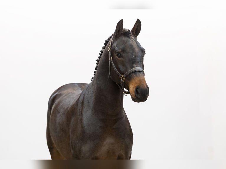 Westphalian Gelding 3 years 15,3 hh Bay-Dark in Waddinxveen