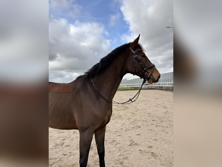 Westphalian Mix Gelding 3 years 16.1 hh Bay-Dark in Aalsmeer