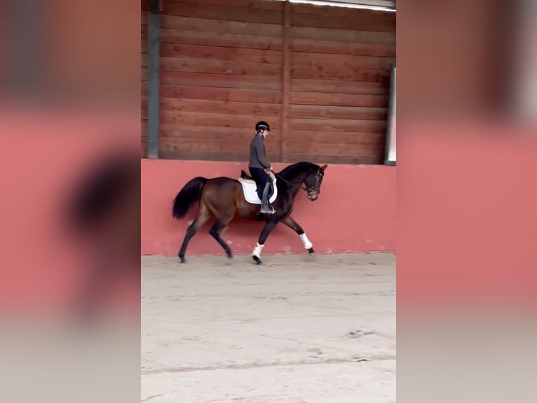 Westphalian Gelding 3 years 16,1 hh Bay-Dark in Sankt Wendel