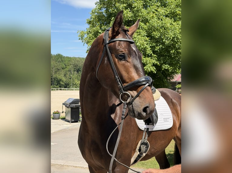 Westphalian Gelding 3 years 16.1 hh Bay-Dark in Schönaich
