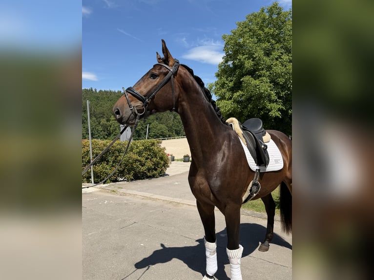 Westphalian Gelding 3 years 16.1 hh Bay-Dark in Schönaich