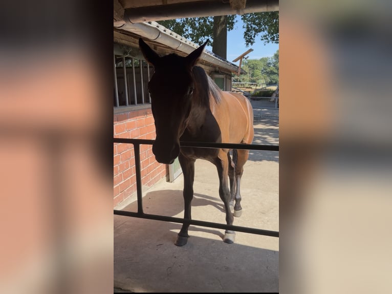 Westphalian Gelding 3 years 16.1 hh Bay-Dark in Coesfeld