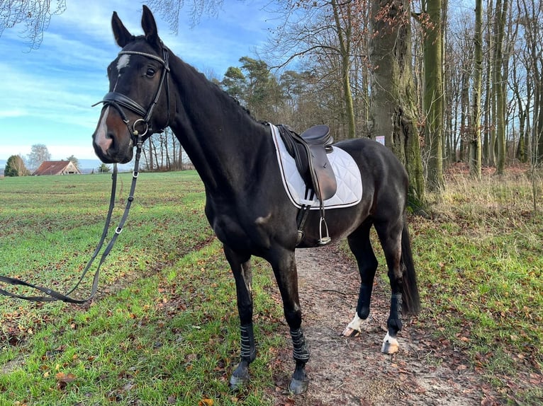 Westphalian Gelding 3 years 16,1 hh Bay-Dark in Porta Westfalica