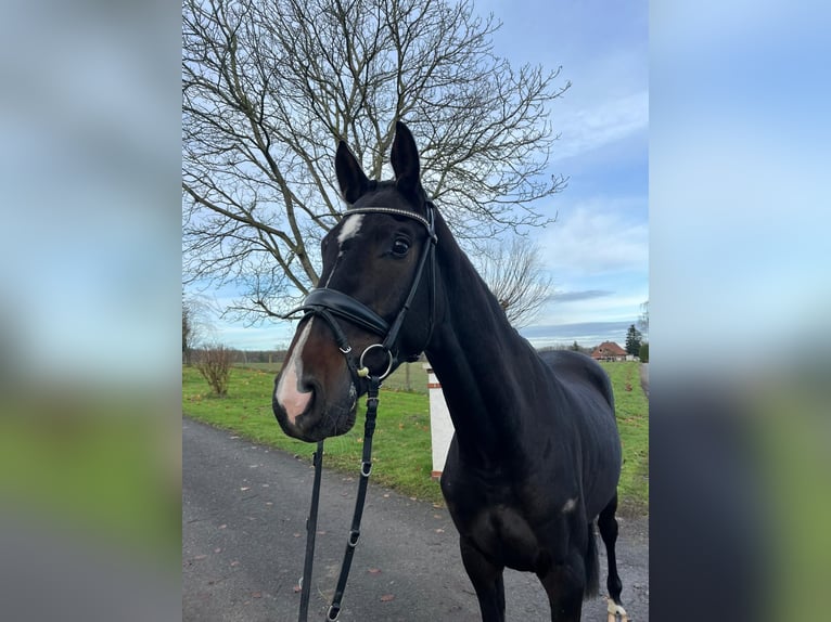 Westphalian Gelding 3 years 16,1 hh Bay-Dark in Porta Westfalica