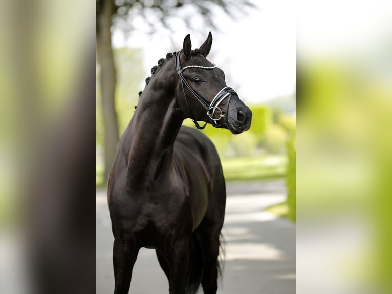 Westphalian Gelding 3 years 16.1 hh Black in Vechta