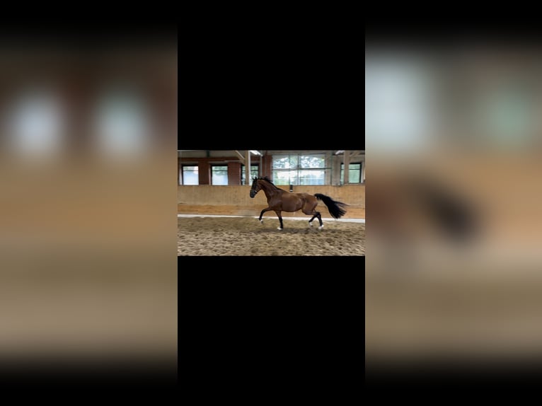 Westphalian Gelding 3 years 16,1 hh Brown in Ibbenbüren