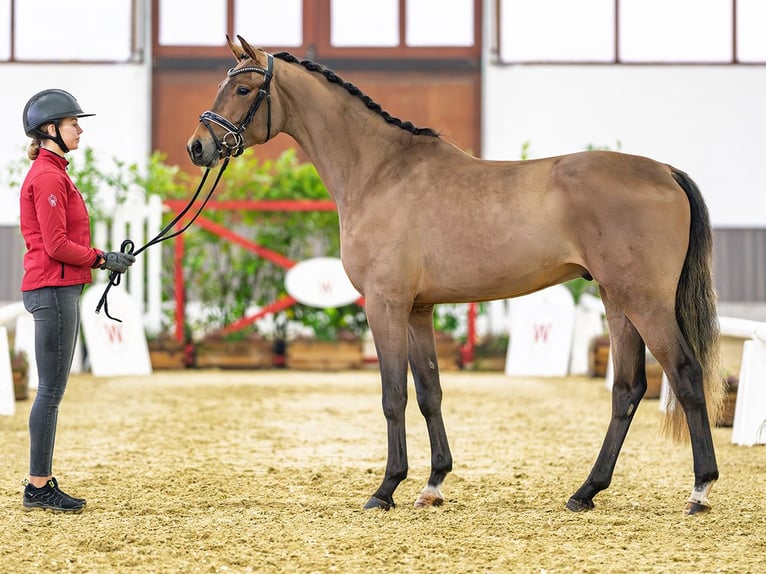 Westphalian Gelding 3 years 16,1 hh Brown in M&#xFC;nster-Handorf