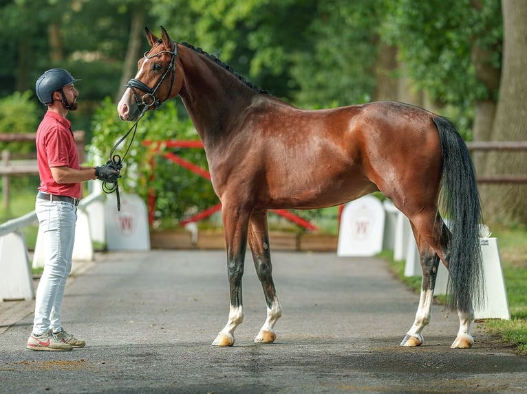 Westphalian Gelding 3 years 16,1 hh Brown in Münster