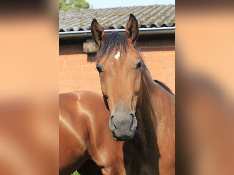 Westphalian Gelding 3 years 16,1 hh Brown in Rosendahl