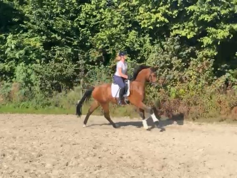 Westphalian Gelding 3 years 16,1 hh Brown in Rosendahl