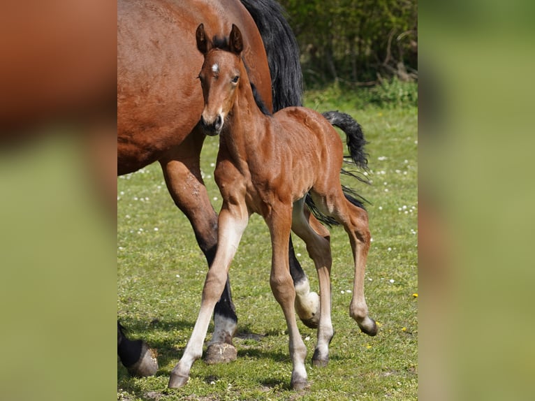 Westphalian Gelding 3 years 16,1 hh Brown in Hamm