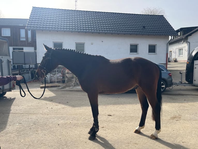 Westphalian Gelding 3 years 16.1 hh Brown in Attendorn