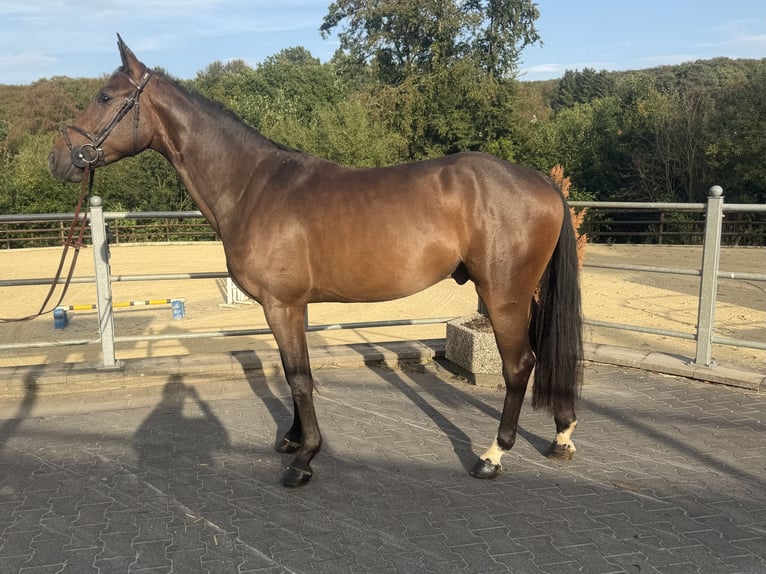 Westphalian Gelding 3 years 16.1 hh Brown in Witten