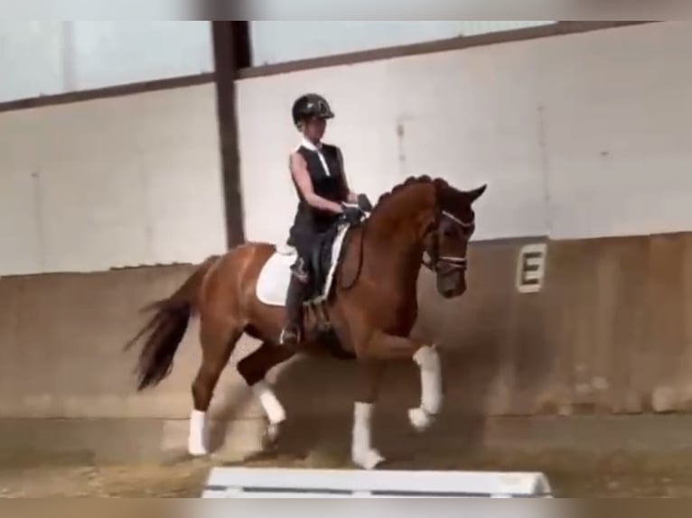 Westphalian Gelding 3 years 16,1 hh Chestnut-Red in Bielefeld