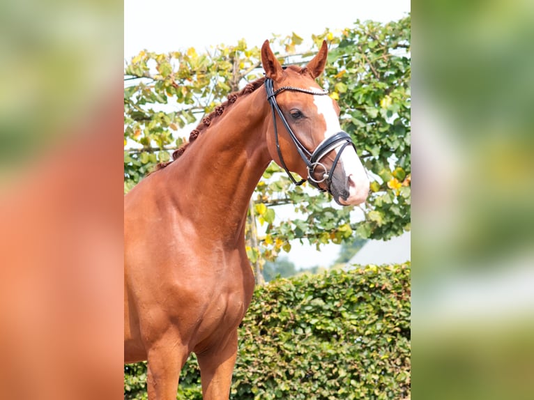 Westphalian Gelding 3 years 16,1 hh Chestnut-Red in Goch