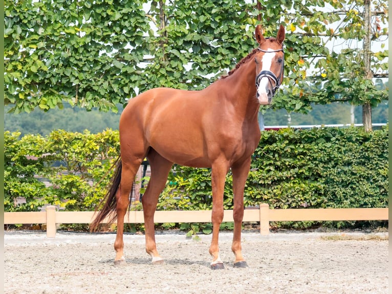 Westphalian Gelding 3 years 16,1 hh Chestnut-Red in Goch