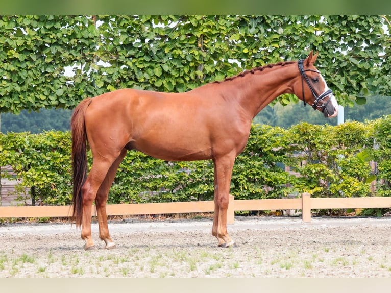 Westphalian Gelding 3 years 16,1 hh Chestnut-Red in Goch