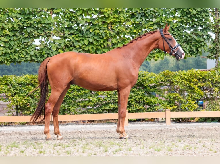 Westphalian Gelding 3 years 16,1 hh Chestnut-Red in Goch