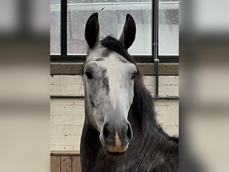 Westphalian Gelding 3 years 16,1 hh Gray in Laer